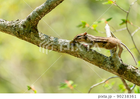 樹木の枝の上で食べ物を探すエゾシマリス 90238361