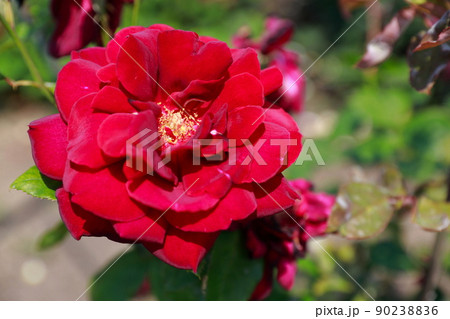 徳島・藍住町・バラ園・バラ 徳島・藍住町・バラ園・バラ 90238836