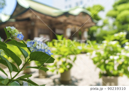 坐摩神社　アジサイの花　本殿（大阪市本町　新緑の季節） 90239310