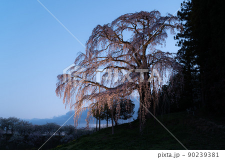 合戦場のしだれ桜 ライトアップ 春の風景 合戦場のしだれ桜 ライトアップ 春の風景 90239381