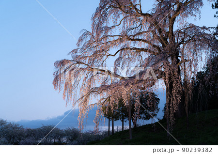合戦場のしだれ桜　ライトアップ　春の風景 90239382