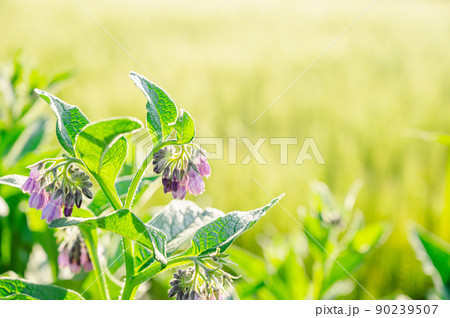 コンフリーの花 90239507