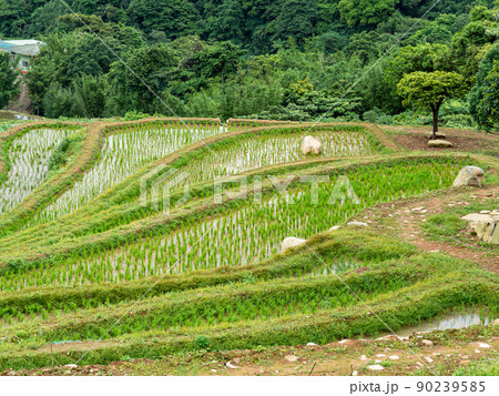 Rice field terraces in Taiwan. 90239585