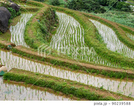 Rice field terraces in Taiwan. 90239588