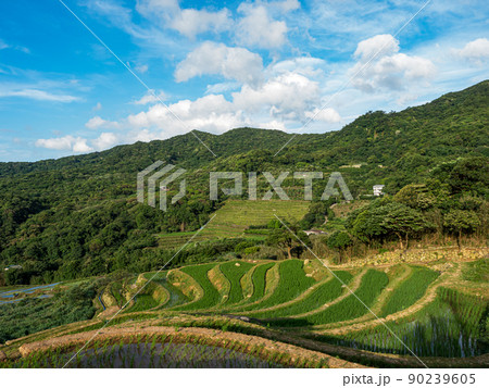 Rice field terraces in Taiwan. 90239605