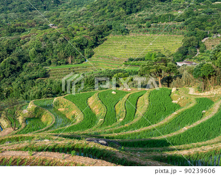 Rice field terraces in Taiwan. 90239606