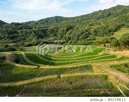 Rice field terraces in Taiwan. 90239611