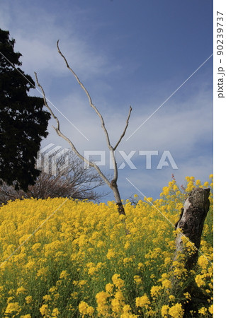 満開の菜の花と枯木と青空 満開の菜の花と枯木と青空 90239737