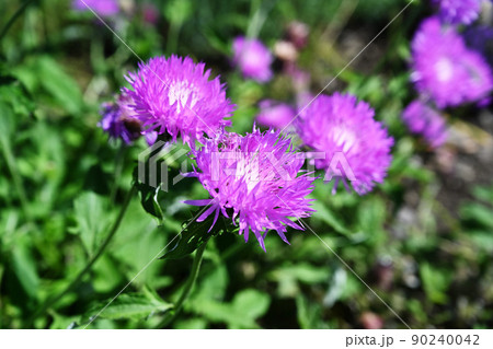アザミの花 アザミの花 90240042