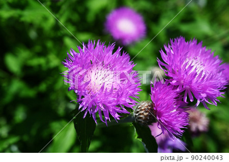 アザミの花 アザミの花 90240043