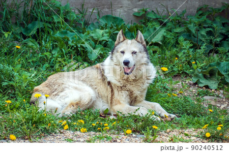 East Siberian Laika (a cousin of a husky) is lying on the grass with open mouth. Laikas are used as hunting gun dog for bear-hunting and and other large beasts. East Siberian Laika (a cousin of a husky) is lying on the grass with open mouth. Laikas are used as hunting gun dog for bear-hunting and and other large beasts. 90240512