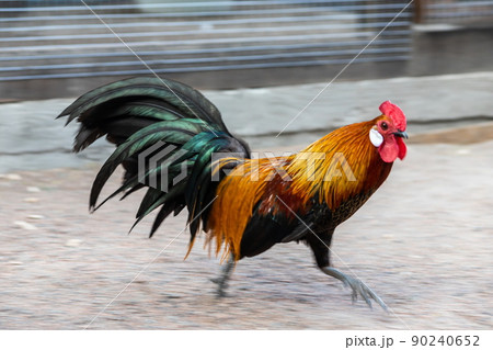 A bright rooster with a red comb and a bare red neck stands against a rustic background A bright rooster with a red comb and a bare red neck stands against a rustic background 90240652