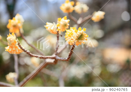 ミツマタの花 ミツマタの花 90240765