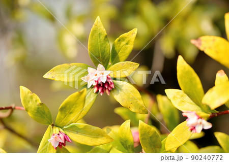 ジンチョウゲの花 ジンチョウゲの花 90240772