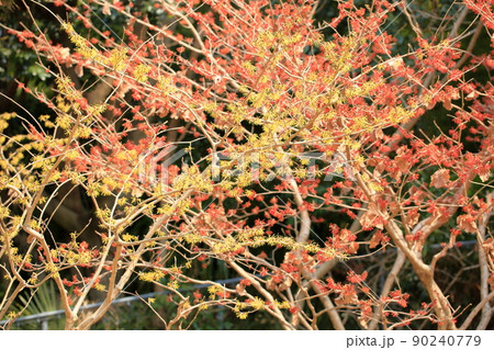 マンサクの花 90240779