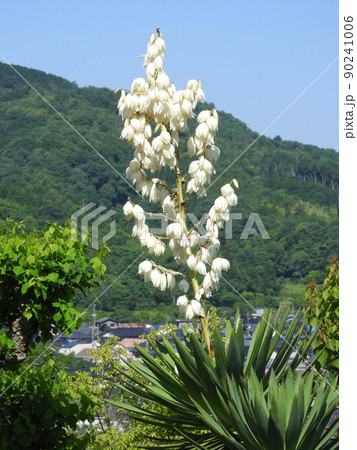 「ユッカラン」の花 「ユッカラン」の花 90241006