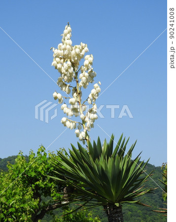 「ユッカラン」の花 90241008