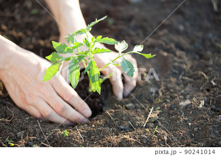 トマトの苗を植える 90241014