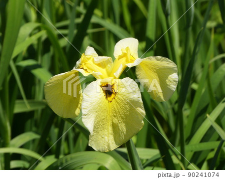 ハナショウブ Iris 金冠 ハナショウブ Iris 金冠 90241074