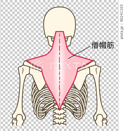 僧帽筋、上肢帯の筋肉、名称あり 90241103