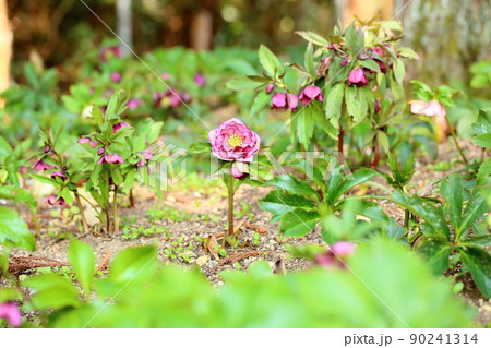 クリスマスローズの花 クリスマスローズの花 90241314