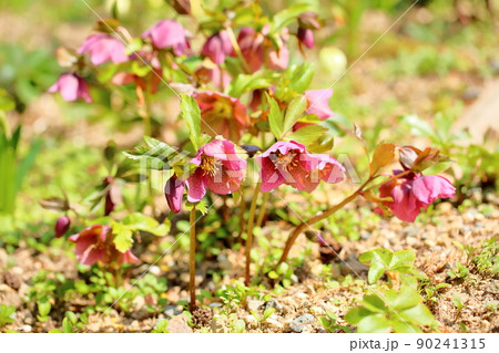 クリスマスローズの花 90241315