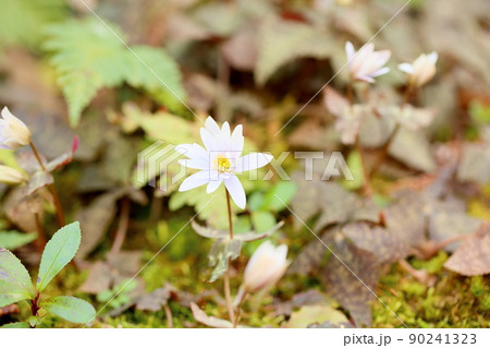 ユキワリイチゲの花 ユキワリイチゲの花 90241323