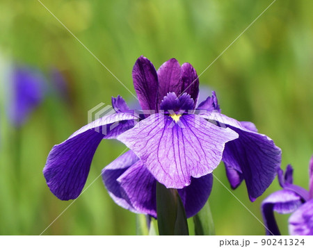 ハナショウブ Iris 村祭 ハナショウブ Iris 村祭 90241324