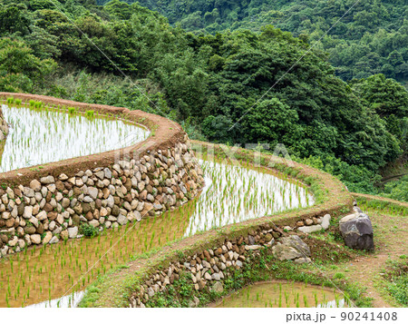たんぼ 田んぼ 田圃 90241408