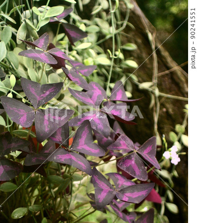 Oxalis triangularis flower blossom close up shot Oxalis triangularis flower blossom close up shot 90241551