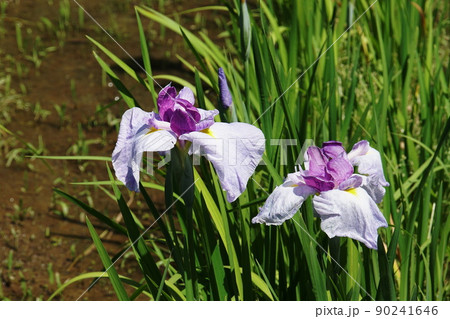 ハナショウブ　肥後系 磯辺　Iris ensata var. ensata 90241646