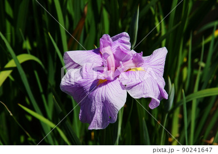 ハナショウブ　春の琴　Iris ensata var. ensata 90241647