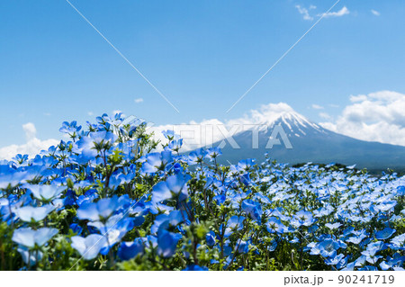 ネモフィラ畑と背景に富士山 ネモフィラ畑と背景に富士山 90241719