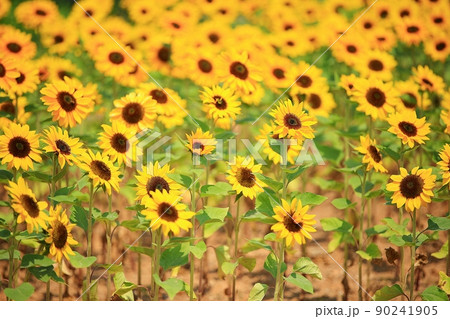 花 花畑 ヒマワリ 90241905