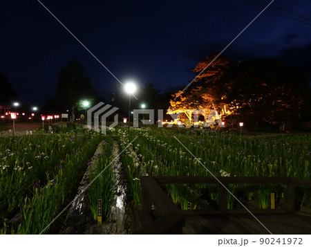 満開のアヤメ あやめ 長井あやめ公園 満開のアヤメ あやめ 長井あやめ公園 90241972