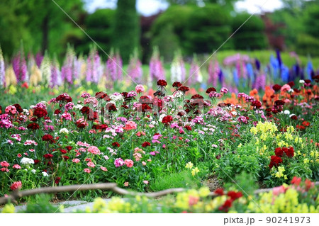 花壇 春 花 90241973