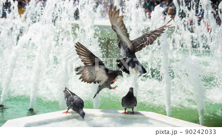 Pigeons drinking water from marble fountain at the city park 90242033