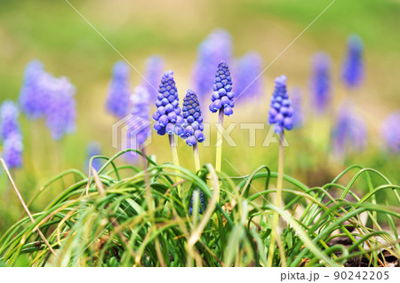ムスカリ 90242205
