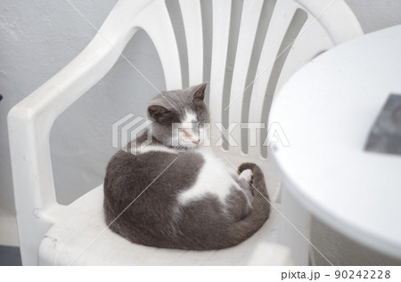 ミコノス島で見つけた椅子の上で丸まっている猫 ミコノス島で見つけた椅子の上で丸まっている猫 90242228