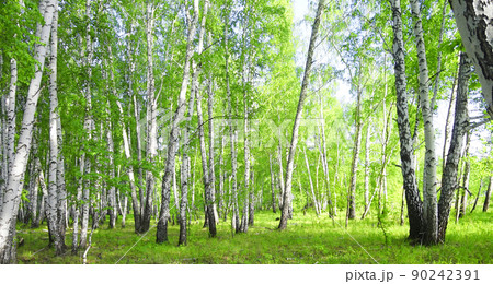 Birch forest Birch forest 90242391