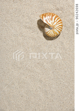 オウムガイの殻 オウムガイの殻 90242698