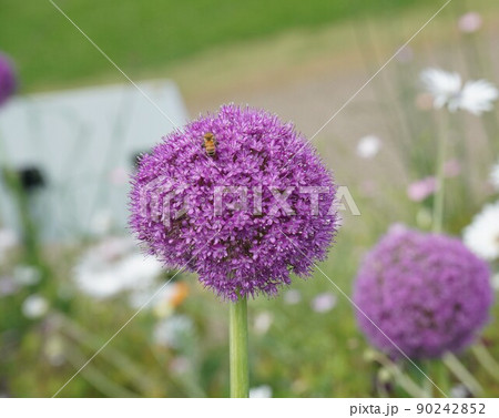 紫色のギガンテウムの花 紫色のギガンテウムの花 90242852