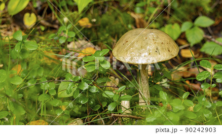 edible mushroom-boletus under a tree, soft hearth 90242903
