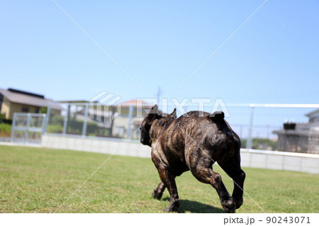 広い天然芝のドッグランで楽しそうに走る元気なフレンチブルドッグ 90243071