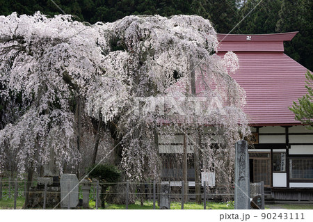 永泉寺のサクラ　春の風景 90243111