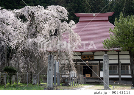 永泉寺のサクラ　春の風景 90243112