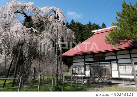 永泉寺のサクラ　春の風景 90243121