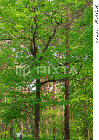 緑が鮮やかな新緑の木々の風景 緑が鮮やかな新緑の木々の風景 90243193