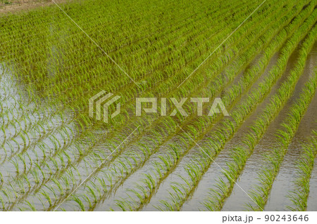 稲　田植え 90243646