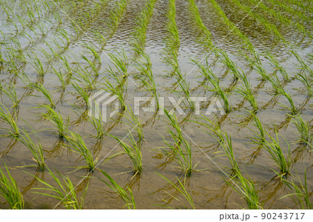 稲　田植え 90243717